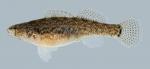 Etheostoma crossopterum  Fringed Darter Female