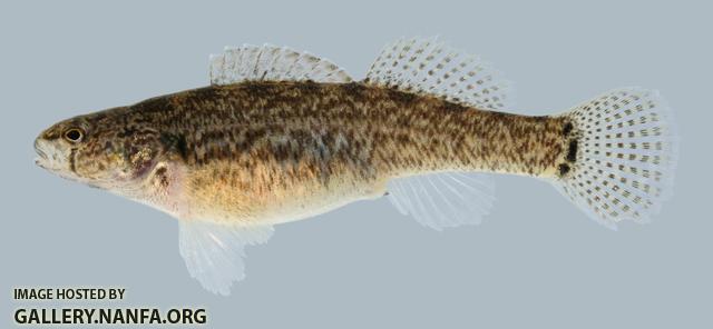 Etheostoma crossopterum  Fringed Darter Female