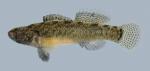 Etheostoma crossopterum  Fringed Darter Male 1.0 