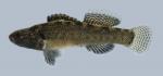 Etheostoma crossopterum  Fringed Darter Male 1.1