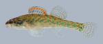 Etheostoma gracile  Slough Darter male 