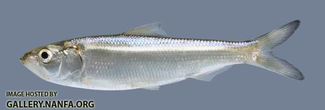 Alosa chrysochloris Skipjack Herring 