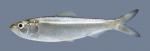 Alosa chrysochloris Skipjack Herring 