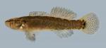 Etheostoma squamiceps  Spottail Darter.male 2000