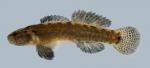 Etheostoma squamiceps  Spottail Darter male 2000 