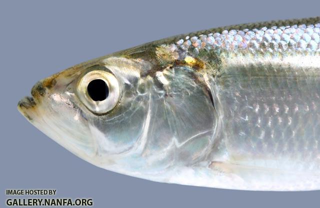 Alosa chrysochloris head