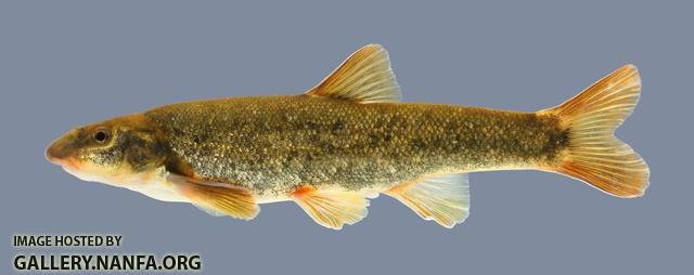 Rhinichthys cataractae Longnose Dace .