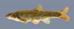 Rhinichthys cataractae Longnose Dace .