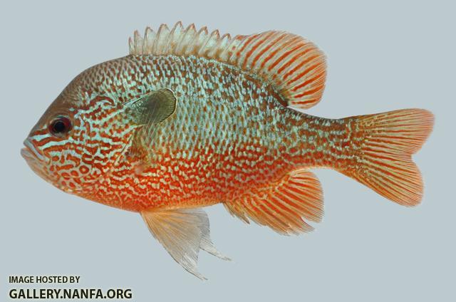 Lepomis megalotis  Longear Sunfish 