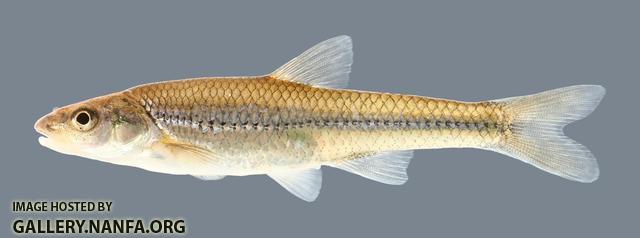 Notropis dorsalis Bigmouth Shiner