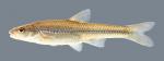 Notropis dorsalis Bigmouth Shiner