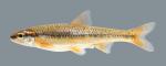 Notropis nubilus  Ozark Minnow 