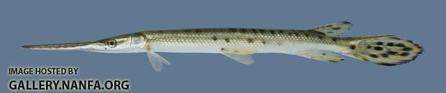 Lepisosteus osseus Longnose Gar 