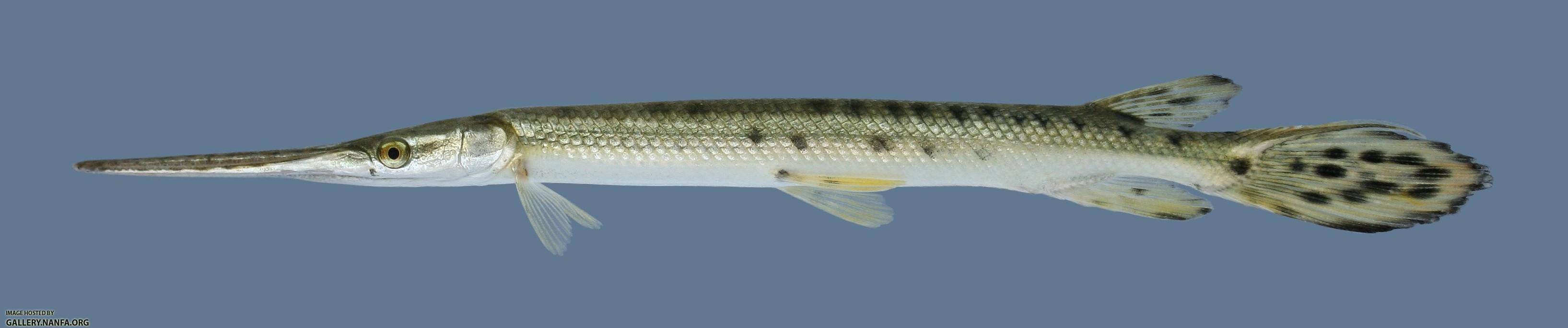 Lepisosteus osseus Longnose Gar 