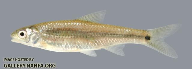 Notropis hudsonius  Spottail Shiner 