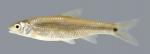 Notropis hudsonius  Spottail Shiner 