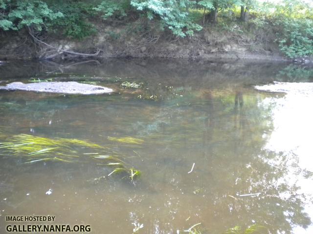 ashuelot low water