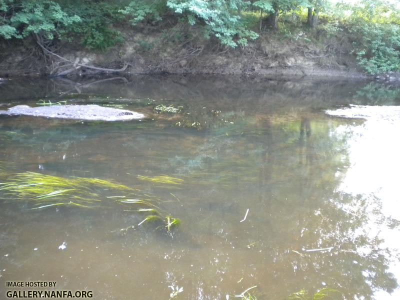 ashuelot low water