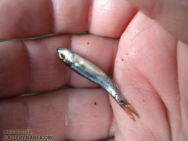 ashuelot shiner 1