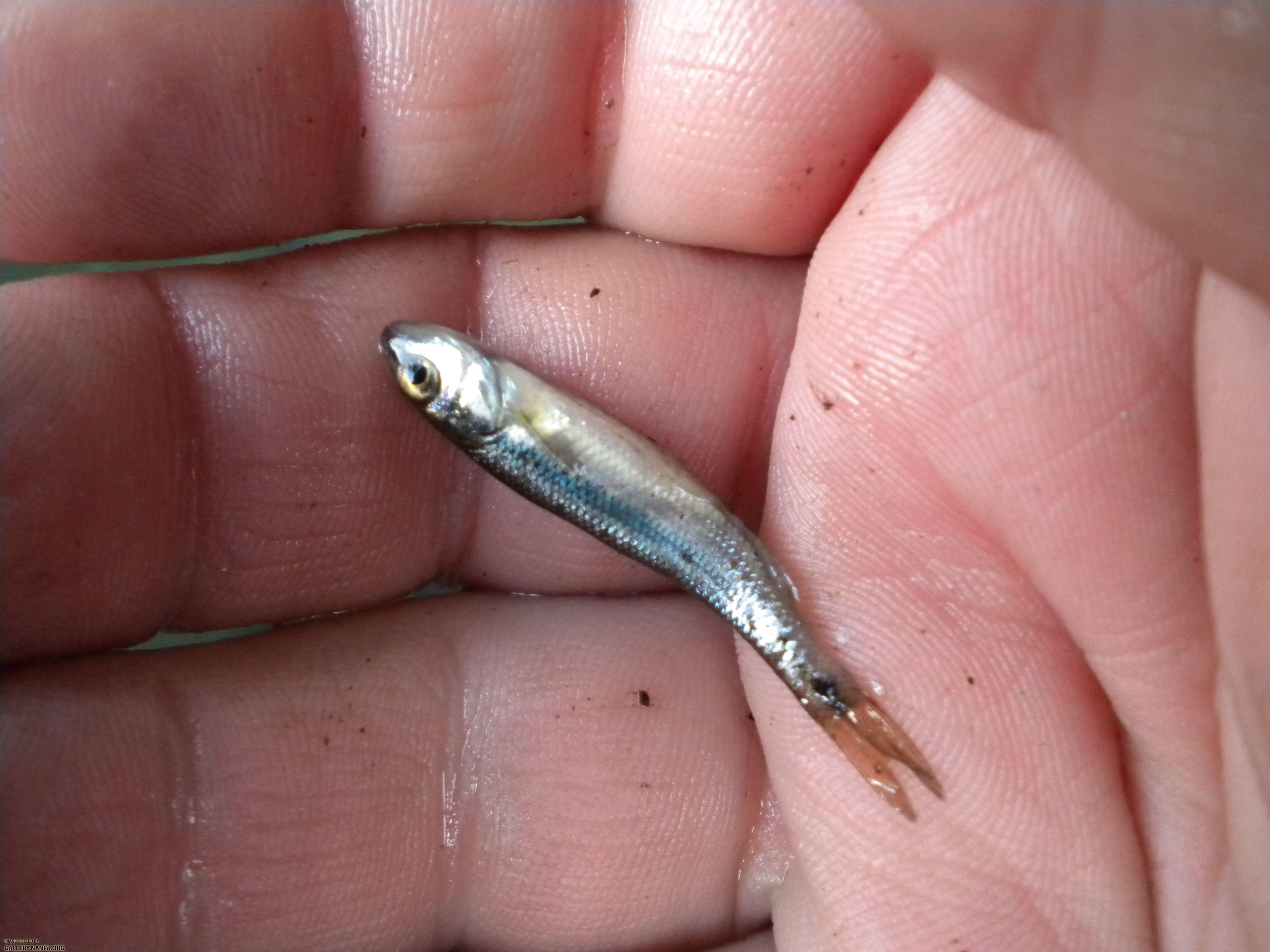 ashuelot shiner 1