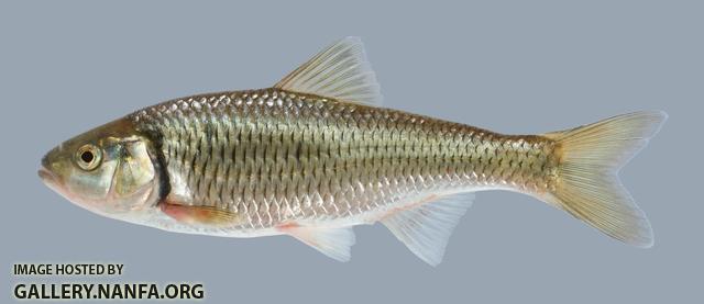 Luxilus chrysocephalus  Striped Shiner 