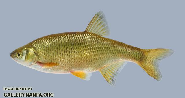 Notemigonus crysoleucas Golden Shiner.