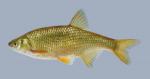 Notemigonus crysoleucas Golden Shiner.