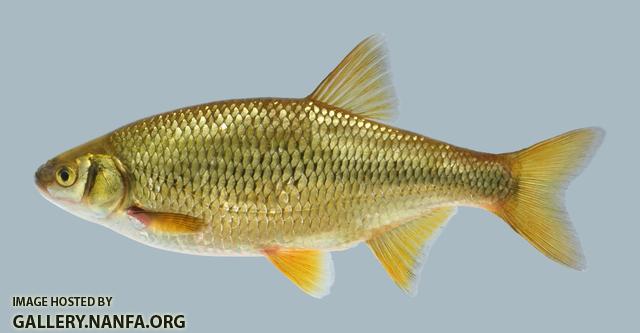 Notemigonus crysoleucas Golden Shiner 