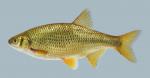 Notemigonus crysoleucas Golden Shiner 