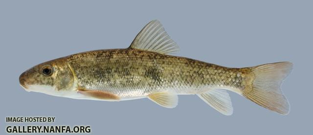 Catostomus commersoni  White Sucker 