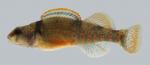 Etheostoma variatum  Variegate Darter 