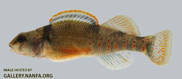 Etheostoma variatum  Variegate Darter 