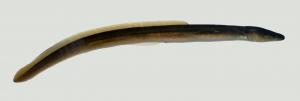 American Eel