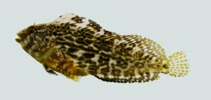 Blenniidae