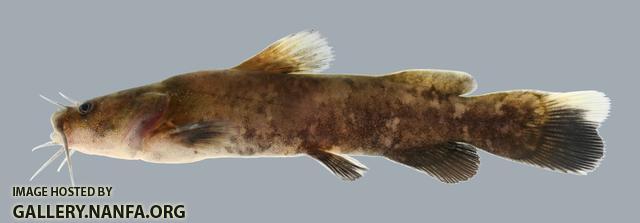 Pylodictis olivaris Flathead Catfish 