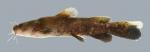 Pylodictis olivaris Flathead Catfish 