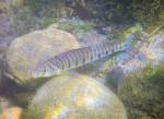 rainbow logperch