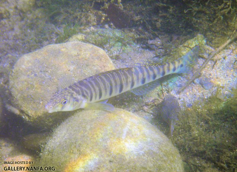 rainbow logperch