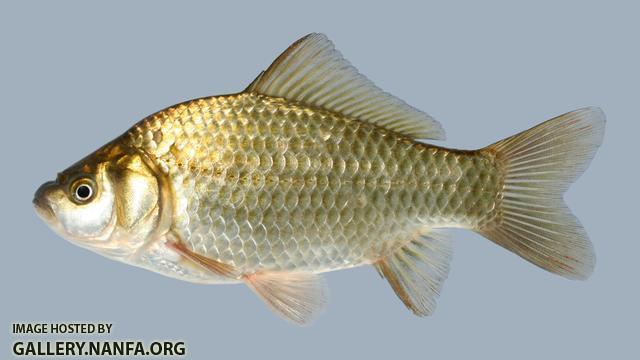 Carassius auratus Goldfish