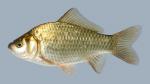 Carassius auratus Goldfish