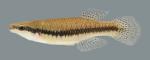 Fundulus notatus Blackstripe Topminnow 2000 