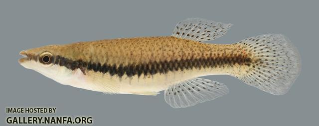 Fundulus notatus Blackstripe Topminnow 2000 