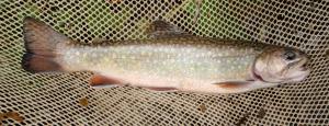 Brook Trout