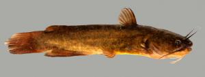 Yellow Bullhead