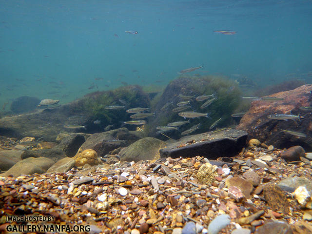 Underwater Scenery