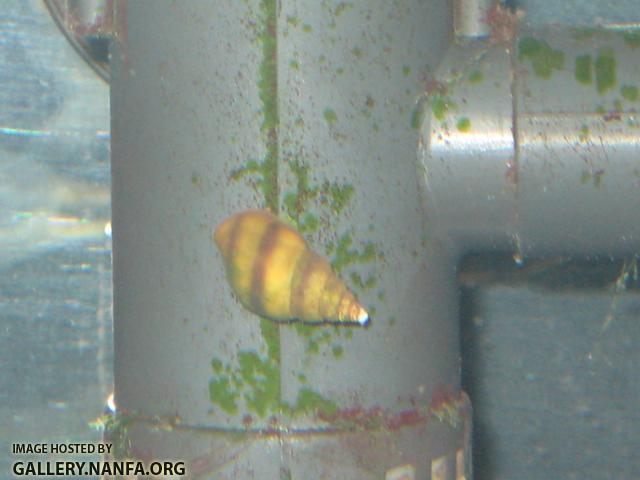 Snail 05.JPG