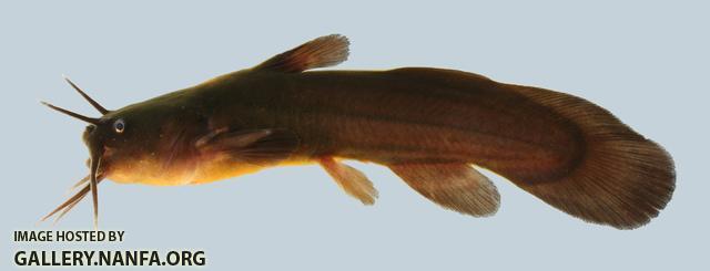 Noturus gyrinus Tadpole Madtom 