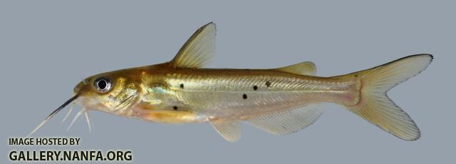 Ictalurus punctatus Channel Catfish 