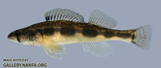 Percina maculata Blackside Darter 