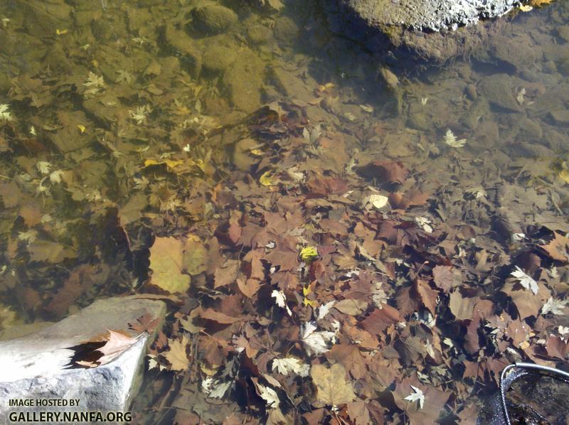 It may not look like much but there are a lot of fish hiding in those leaves